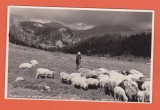 AMS @ - ILUSTRATA - FOTO BUCEGI - IN VALEA IALOMITEI, CIOBAN CU OILE - , foto cabinet Bucegi, NECIRCULATA