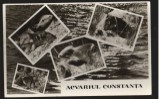 CPI B13692 CARTE POSTALA - CONSTANTA - ACVARIUL