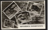 CPI B13692 CARTE POSTALA - CONSTANTA - ACVARIUL, Necirculata, Fotografie