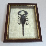 "Heterometrus spinifer" scorpion Thailanda