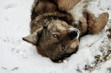 Tablou Canvas, "Vulpe jucăușă &icirc;n zăpadă albăstruie", Nu pot să identific animale specifice din imagini, dar pot să spun că este un animal așezat &icirc;n ză