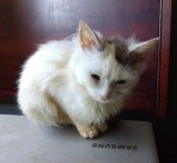Pui de pisică angora turcească bicoloră