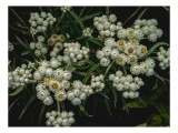 Tablou Canvas, "Flori albe de munte &icirc;nflorite", Alb, Floricele, Verdeață, Petale, Boboci, Delicate, Natură, Seninătate, Grădină, Fragilitate, 39 x 26