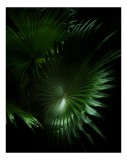 Tablou Canvas, "Frumusețea verde a naturii umbrelate", Frunze, Verde, Lumină, Umbre, Natură, Eleganță, Textură, Mister, Frumusețe, 26 x 39 cm, CMCLASS