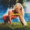 Zara Larsson Midnight Sun (cd)