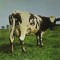 Pink Floyd Atom Heart Mother Gatefold sleeve reissuerepressremaster 2025 (cd)