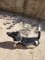 Jack Russell Terrier - 2