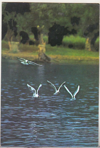 bnk cp In Delta Dunarii - Vedere - circulata