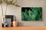 Tablou Canvas, "Dance vegetal &icirc;n lumina verii", Natură, Verdeață, Flori, Lumină, Vitalitate, Prospețime, Armonie, Serenitate, 39 x 26 cm, CMCLASS