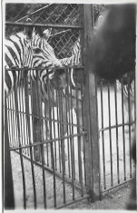 D722 Zebra Viena Parcul Zoologic iunie 1945 militar roman front foto