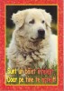 Bnk cp Felicitare - Sunt un baiat intelept , / Doar pe tine te astept ! - caine
