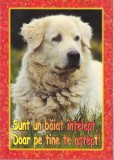 bnk cp Felicitare - Sunt un baiat intelept , / Doar pe tine te astept ! - caine