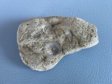 Piatra avand incrustrata doua scoici fosilizate (1)