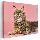 Tablou pisica Maine Coon Tablou canvas pe panza CU RAMA 80x120 cm
