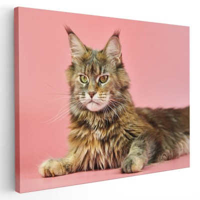 Tablou pisica Maine Coon Tablou canvas pe panza CU RAMA 60x90 cm foto