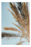 Palmier Frunze Cer Albastru Natură, 26 x 39 cm, CMCLASS