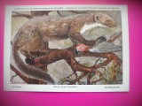HOPCT 6237 MARTES FOINA -MUSTELIDE -FAUNA EUROPA-CP CHROMO LITHO -MUZEUL REGAL STIINTE NATURALE BELGIA-NECIRCULATA, Printata