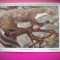 HOPCT 6237 MARTES FOINA -MUSTELIDE -FAUNA EUROPA-CP CHROMO LITHO -MUZEUL REGAL STIINTE NATURALE BELGIA-NECIRCULATA