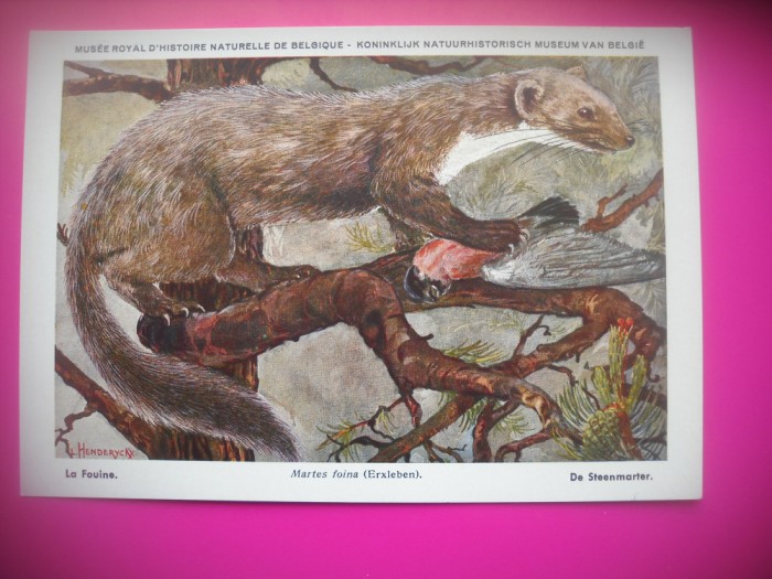HOPCT 6237 MARTES FOINA -MUSTELIDE -FAUNA EUROPA-CP CHROMO LITHO -MUZEUL REGAL STIINTE NATURALE BELGIA-NECIRCULATA