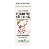 Extract din mladite de vita de vie salbatica, 50ml, PlantExtrakt