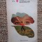 DEPARTE DE LUMEA DEZLANTUITA - Thomas Hardy