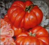 50 Seminte de Tomate taranesti Costoluto Fiorentino