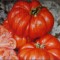 50 Seminte de Tomate taranesti Costoluto Fiorentino