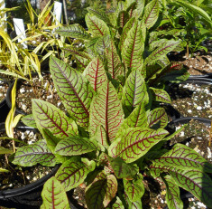 RUMEX SANGUINEUS - MACRIS ROSU comestibil - 10 seminte pentru semanat foto