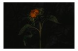 Tablou Canvas Floarea contemplativă &icirc;n amurgul umbrei, 39 x 26 cm, CMCLASS