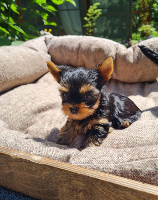 Yorkshire terrier mini