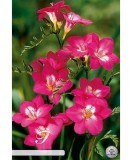 Pachet Freesia single Pink x 15 Bulbi, Oem