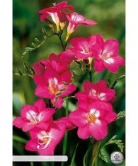 Pachet Freesia single Pink x 15 Bulbi