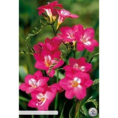 Pachet Freesia single Pink x 15 Bulbi
