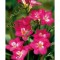 Pachet Freesia single Pink x 15 Bulbi