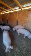De vanzare porci pentru sacrificat foto