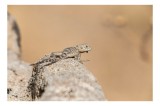 Tablou Canvas, "Șop&acirc;rlă pe marginea st&acirc;ncii uscate", Lizard, Sunbathing, Rock, Desert, Camouflage, Nature, Reptile, 39 x 26 cm, CMCLASS