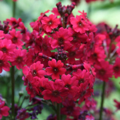 Primula japonica-Miller s Crimson foto