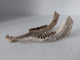(3) Mandibula caprior trofeu vanatoare autentic Bock 9 1/4 os natural colectie decor rustic cabinete curiozitati medicina veterinara lungime 17cm