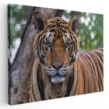 Tablou tigru bengalez Tablou canvas pe panza CU RAMA 20x30 cm