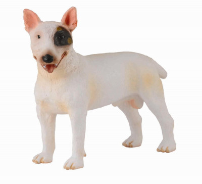 Caine Bull Terrier mascul - Collecta foto