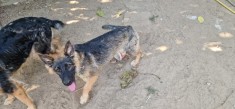 Pui ciobanesc german
