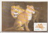 bnk fil Gradina zoologica Bucuresti - Leu