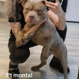 Monta american bully