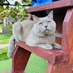 Monta british shorthair