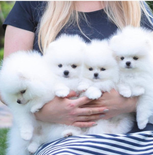 Pomeranian rasa pura foto