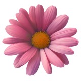 Cumpara ieftin Sticker decorativ, Floare, Roz, 60 cm, 10957ST, Oem