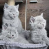 British Shorthair Blue