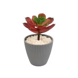 Planta Suculenta In Ghiveci, Gri, Plastic, 16Cm ComfortTravel Luggage, Ella Home