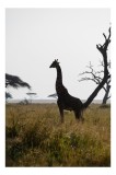 Tablou Canvas, "Girafă &icirc;n lumină de amurg africană", Giraffă, Siluetă, Savannah, Apus, Copaci, Sălbăticie, Natură, Serengeti, Peisaj, Tranquilitate, 2