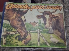 Animale si Pasari Domestice